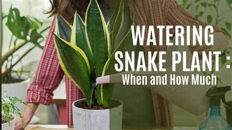 when to water snake plant moisture meter|how much water for snake plants.